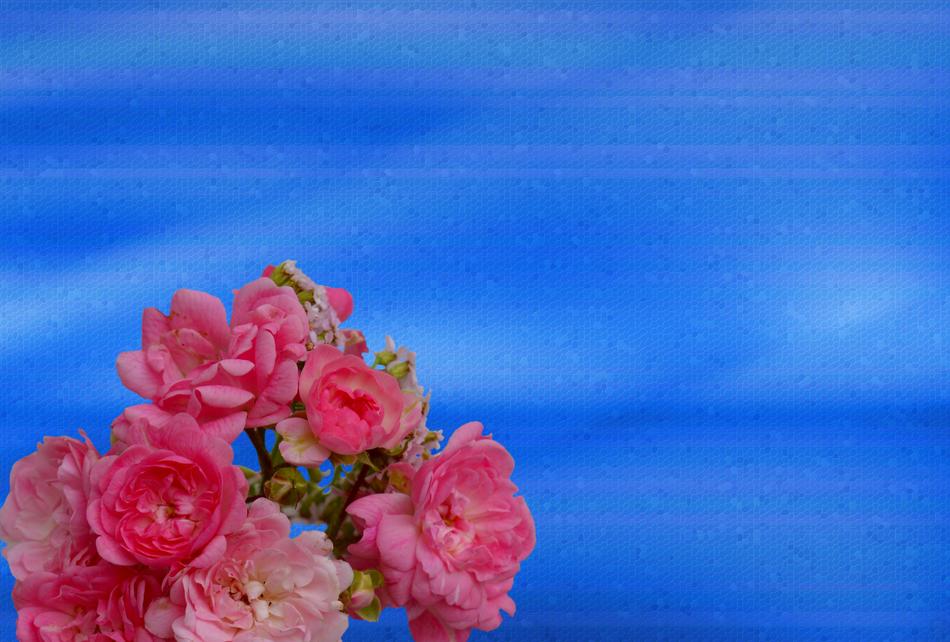 Rose Pink Bloom