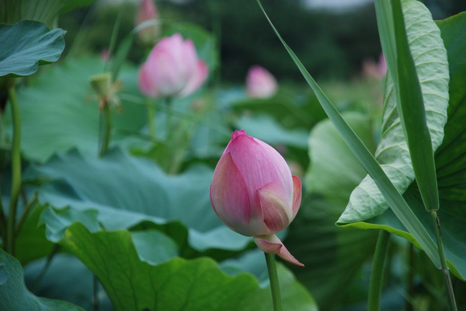 lotus flower in the bush