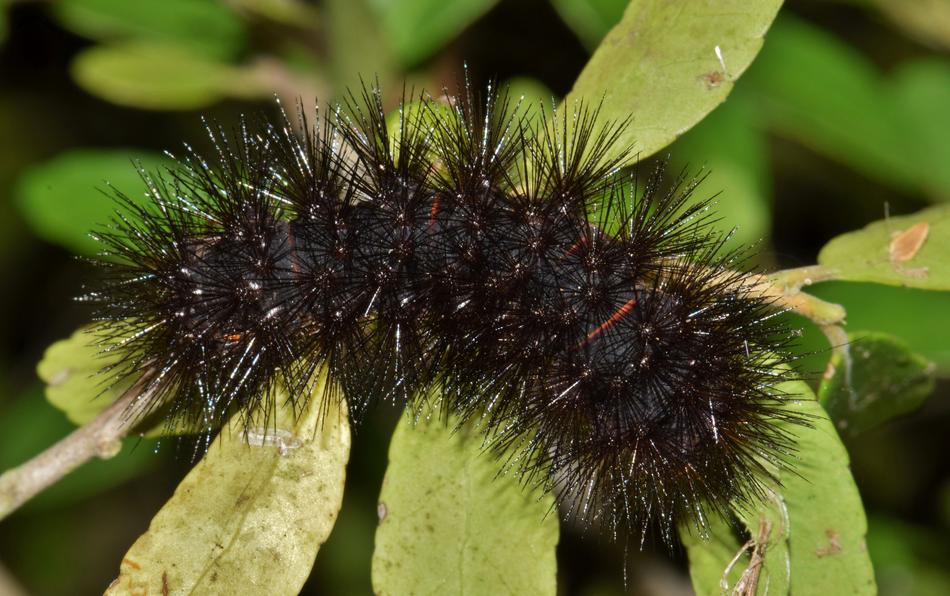 Caterpillar Furry