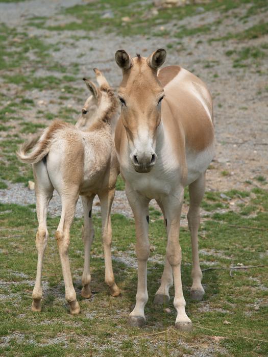 Horse Mare Foal