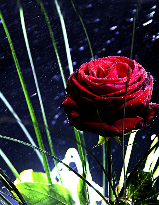 Rose Red Mirroring