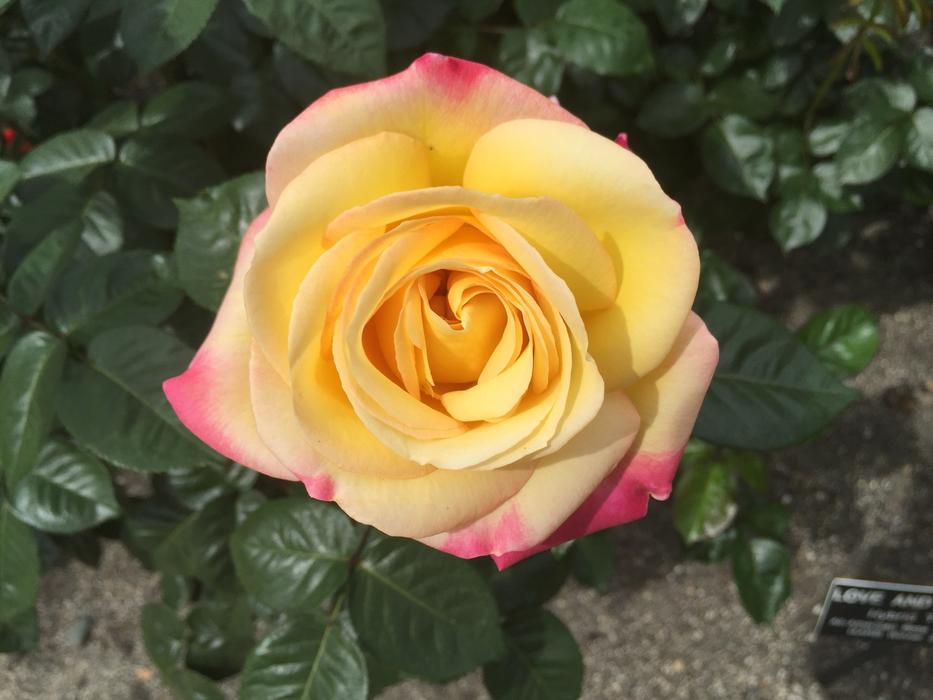 Rose Floral Garden