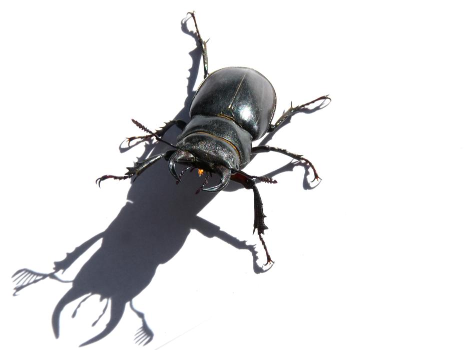 large black beetle on a white background