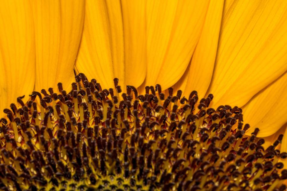 Macro Flower Blossom