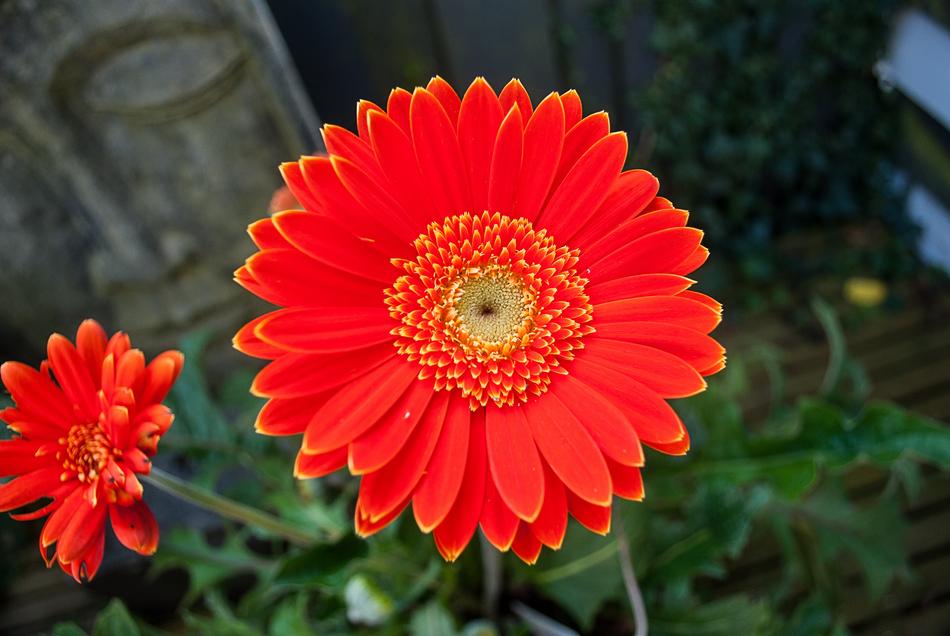 Gerbera Flower Flowers