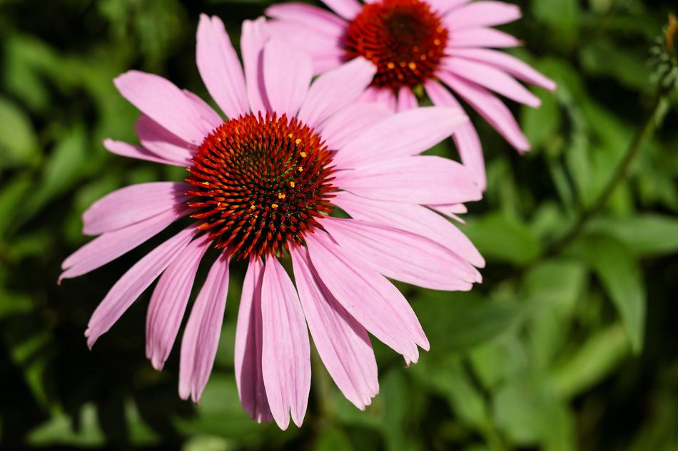 Coneflower Flower Blossom