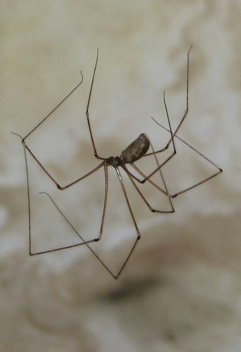 a white spider is a scary species