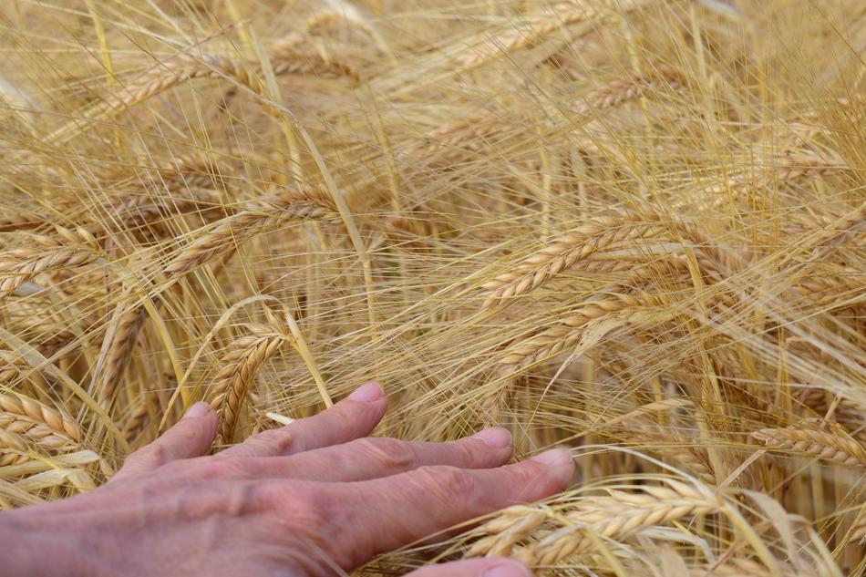 Barley Field Hand