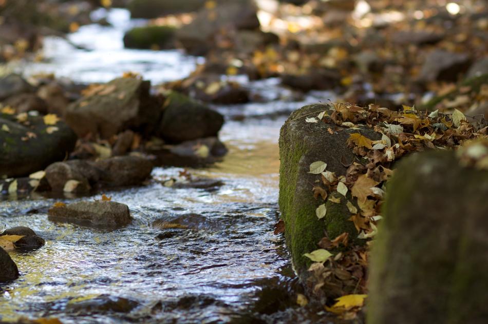 Fall Leaves Stream