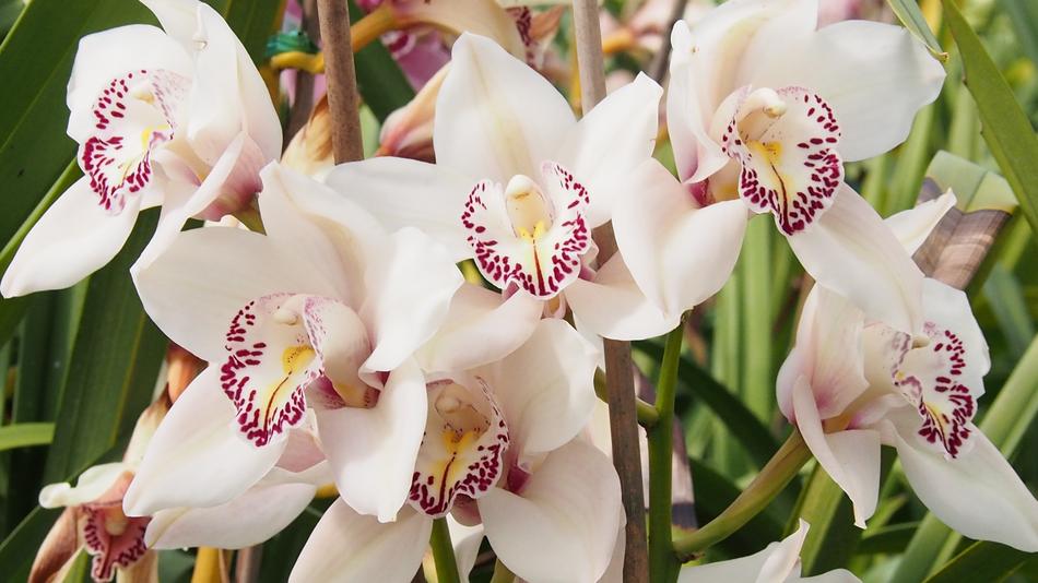 White Orchid Flower