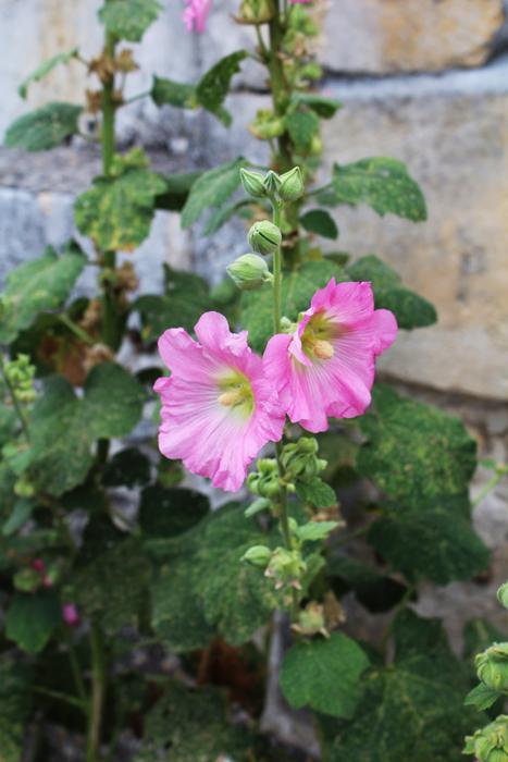 Hollyhock Passerose Pink