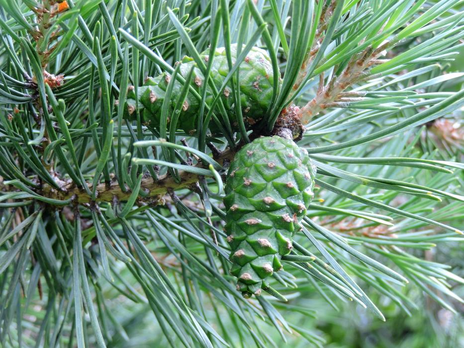 spiny tree with fruit