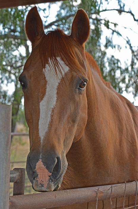 a horse with a white pattern on its muzzle