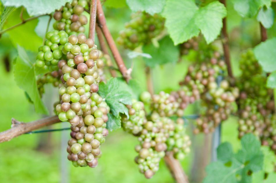 grape farmer fruit