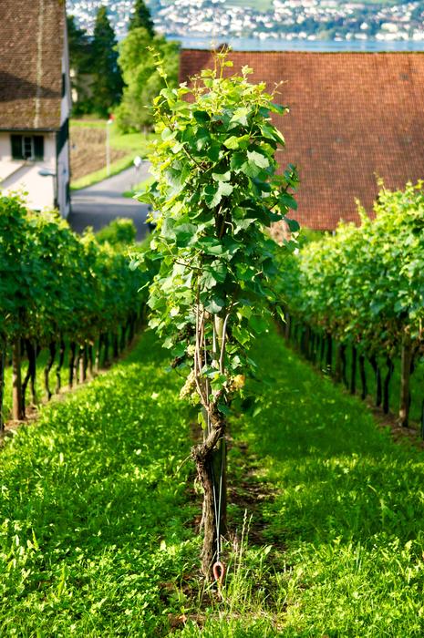 Wine Grape Vine