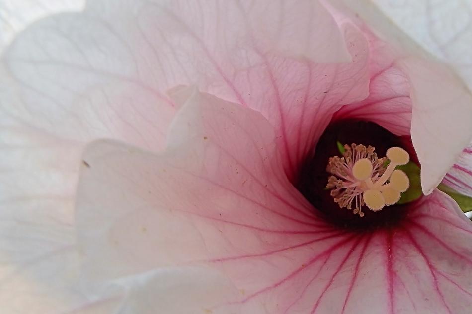Hibiscus Giant Blossom