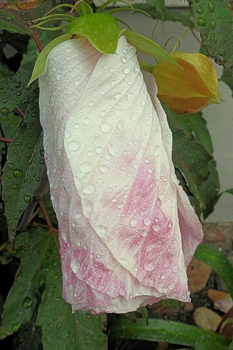 Giant Hibiscus Raindrop
