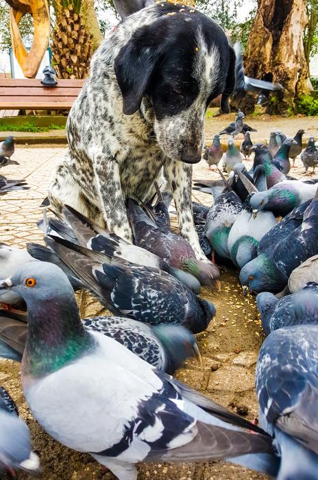 Dog Pigeon