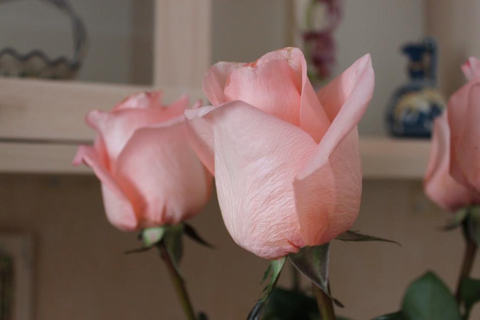 Flowers Roses Pink