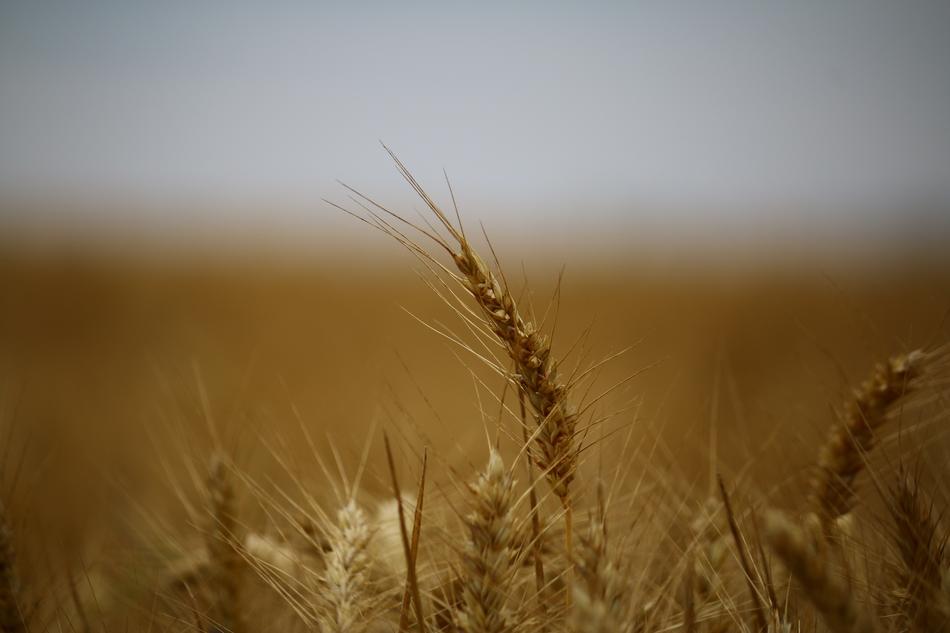 field grass is beautiful wheat
