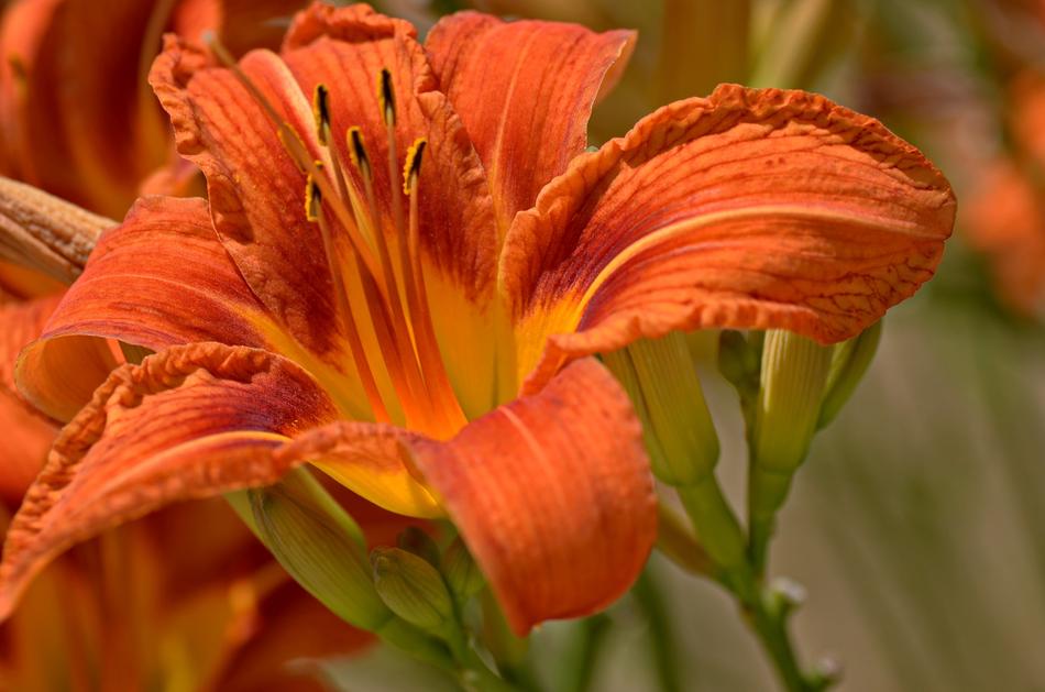 Flower Colors Colorful