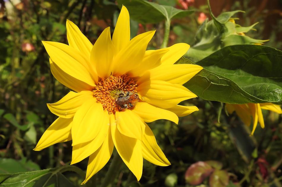 Sunflower Helianthus Jerusalem