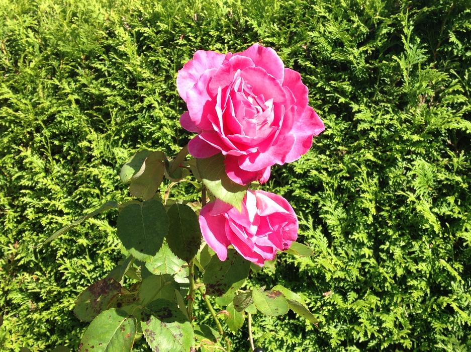 Rose Flower Pink