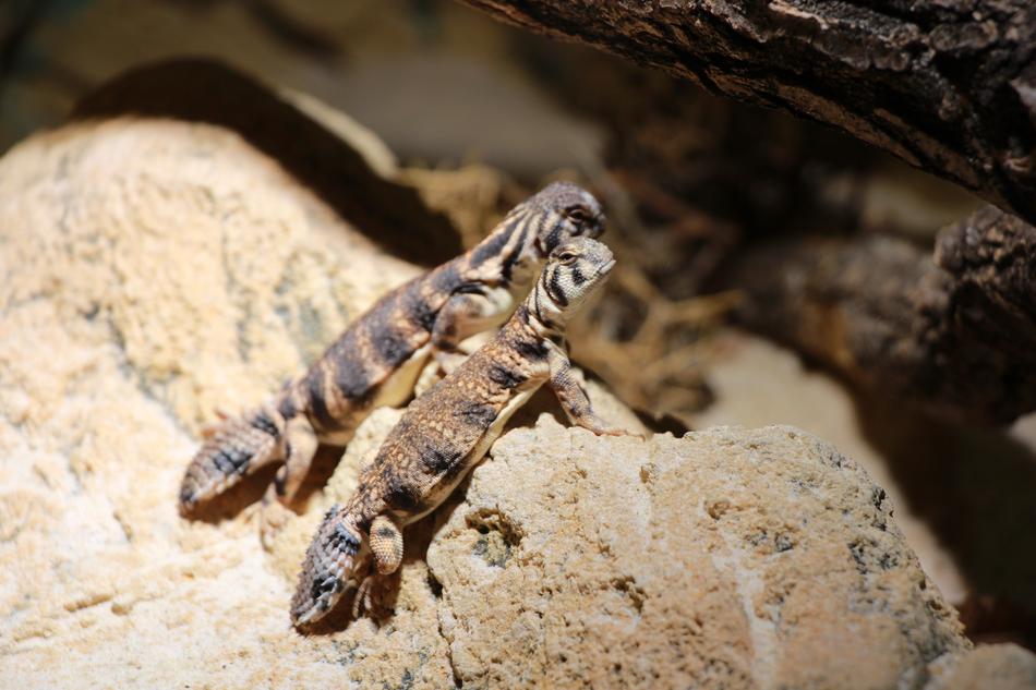 little lizards on a rock