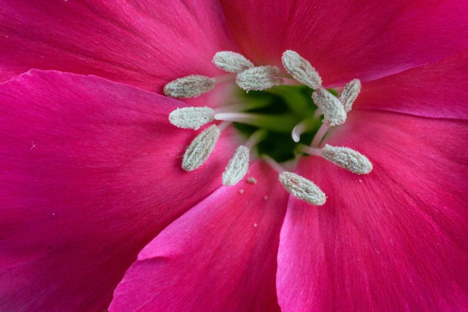 Macro Flower Blossom