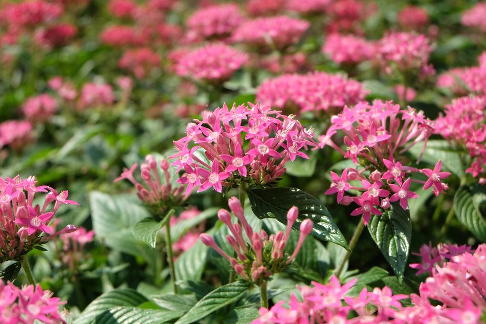 Flower Little Pink