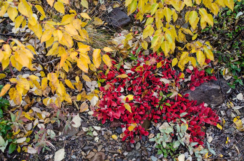 Bearberry Flower Plant