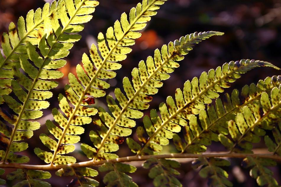 Fern Green Sun