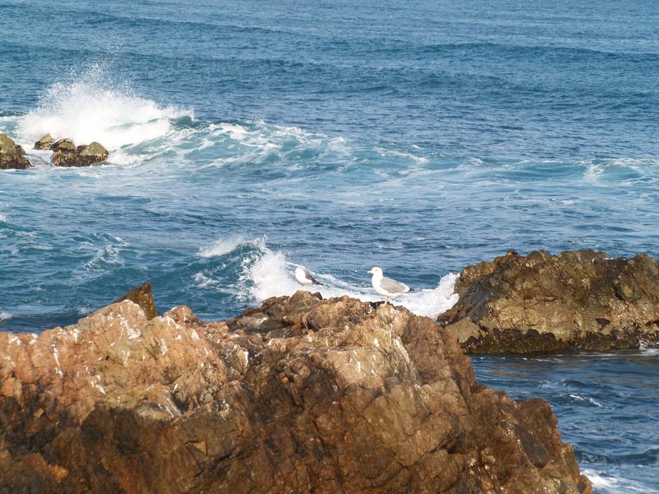 Waves Winter Coastal Gangwon