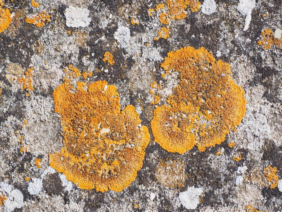 Ordinary Gelbflechte Xanthoria