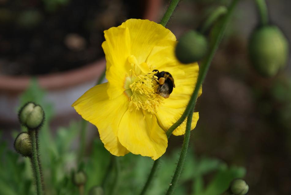 Poppy Yellow Bloom