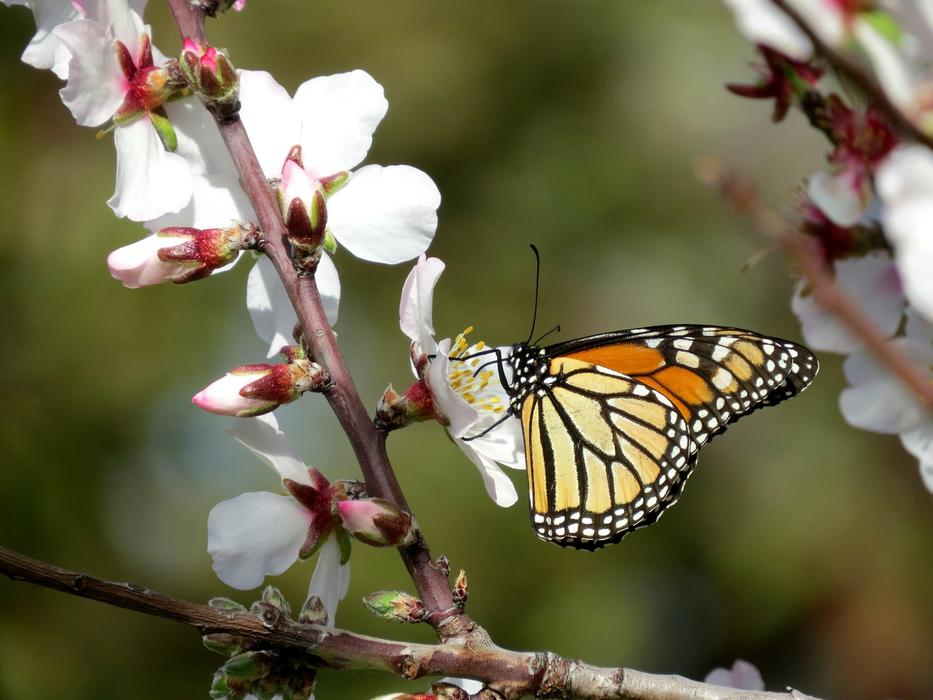 cute butterfly on a tree branch