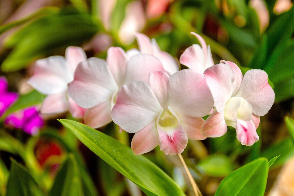 blooming White Orchids flowers