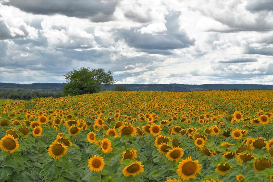 Oil painting of sunflowers in a field
