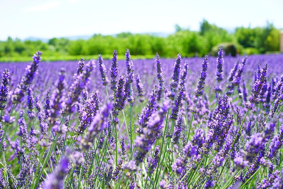 Lavender Flowers Violet