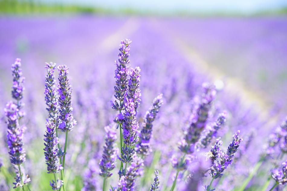 Lavender Blossom Purple