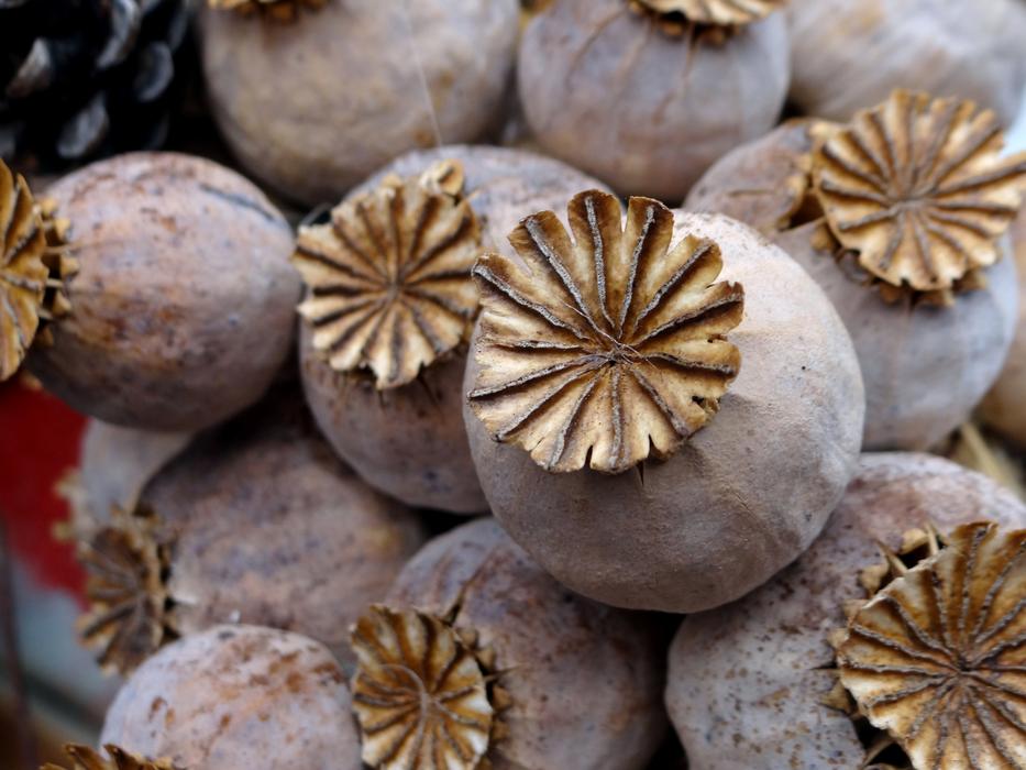 Poppy Capsules Mohngewaechs