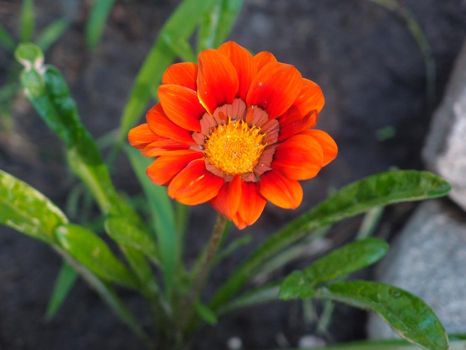 Flowers Orange