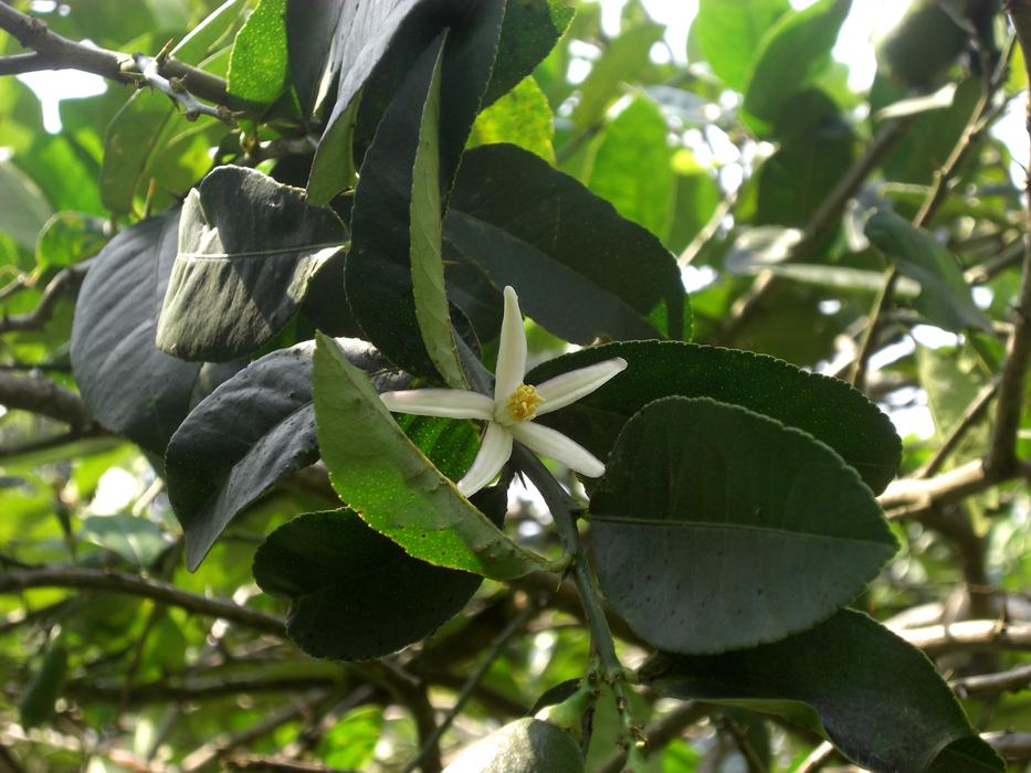 Nature Lemon Flower Natural