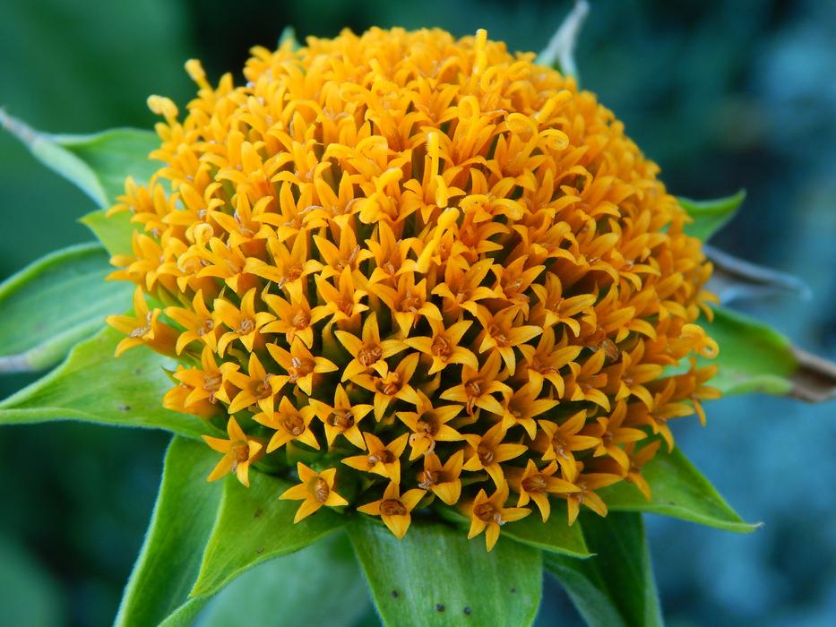 Yellow Flowercenter