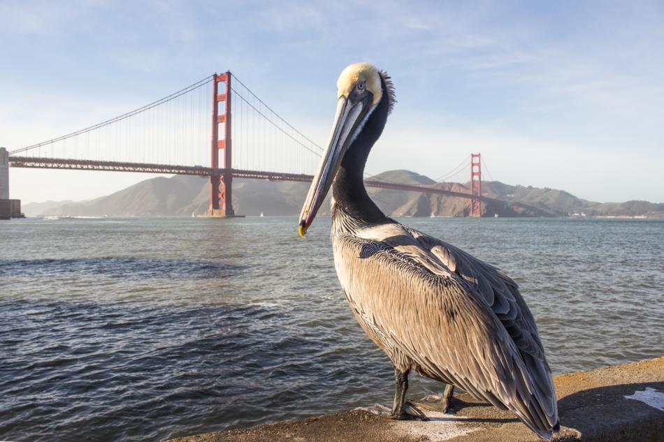 pelican in front of the bridge