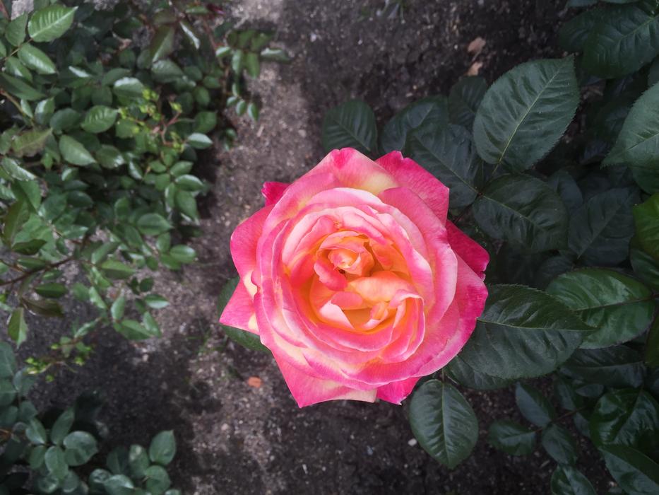 Rose Flower Blossom