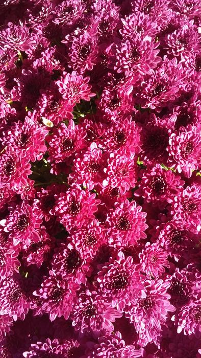 pink flowers are beautiful fragrant