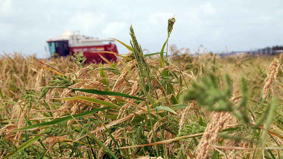 Pego-Oliva Marsh Rice Mowing