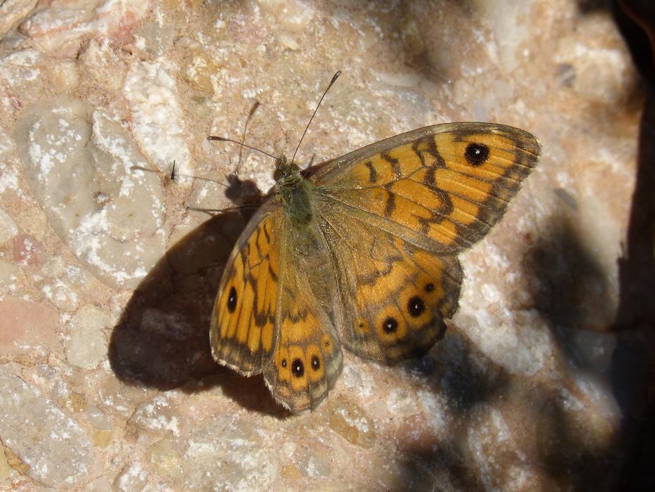 Butterfly Rock Detail