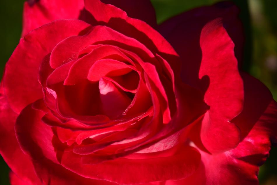 Rose Red